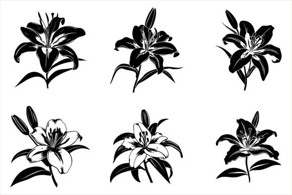 Download Lily Flower Silhouette Vector - Premium Resources
